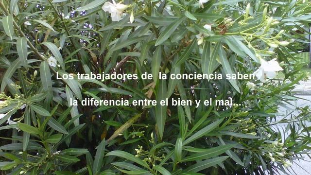 FRASE DEL DIA 23-01 (BASILE CATOMERIS смотреть онлайн