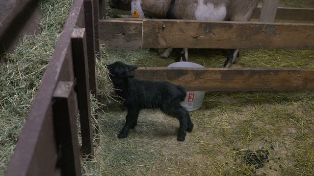 Романовская порода овец. Чем кормить и как ухаживать? смотреть онлайн