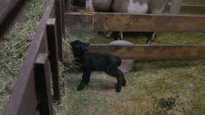 Романовская порода овец. Чем кормить и как ухаживать?