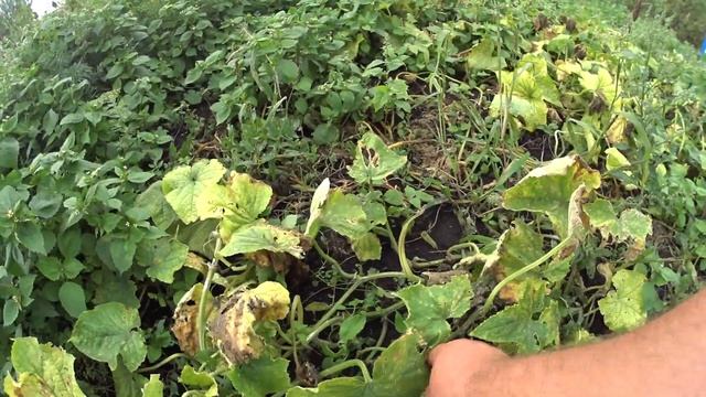 #анекдот утки сабаки юмор смотреть онлайн