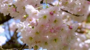 Горит калины цвет.КАРАОКЕ.mp4