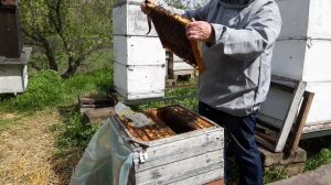 Как разделить зароившуюся семью на отводок со старой маткой и нуклеус? | 374/ 00