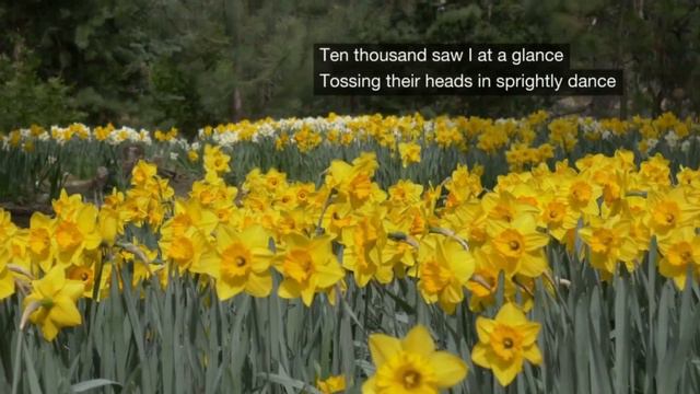 Daffodils (William Wordsworth) смотреть онлайн