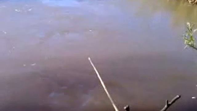 на гольяна смотреть онлайн