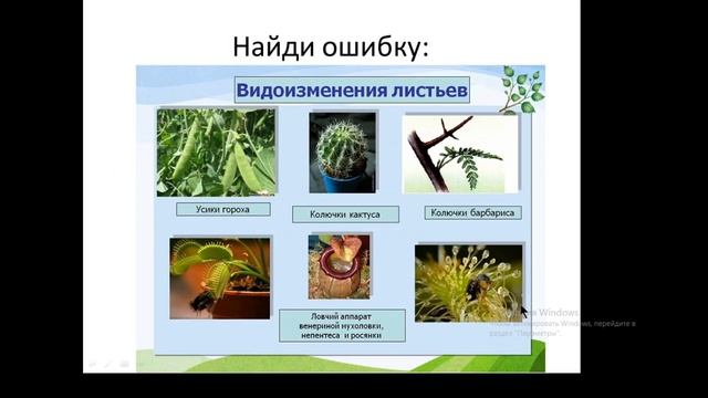 Видоизменения побегов. Сравнение с видоизменениями листа и корня. 6 класс смотреть онлайн