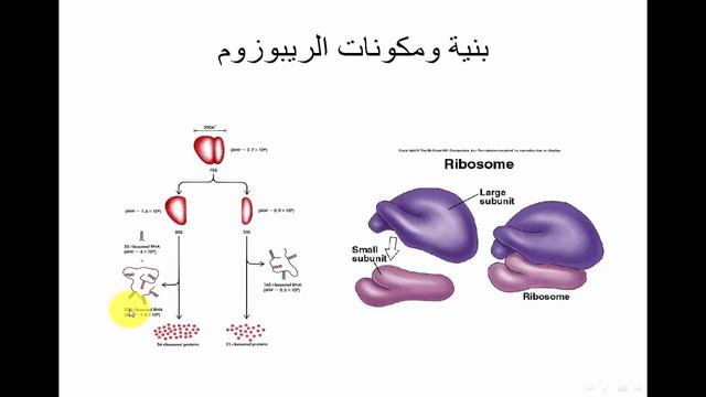 الدرس 21: مراحل الترجمة (بنية ومكونات الريبوزوم) смотреть онлайн