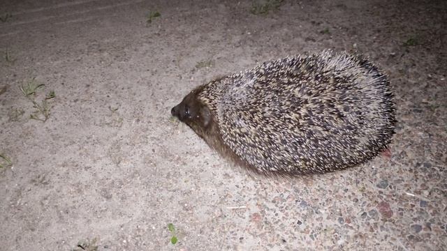 ёжик из тумана, новая встреча