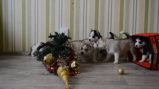 Котенок и щенок. Щенки хаски и шотландские вислоухие котята смотреть онлайн