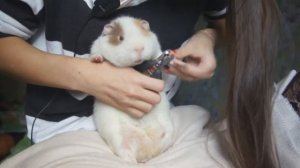 СТРИЖКА КОГТЕЙ У МОРСКИХ СВИНОК