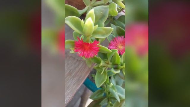 Baby Sun Rose/Aptenia Cordifolia смотреть онлайн