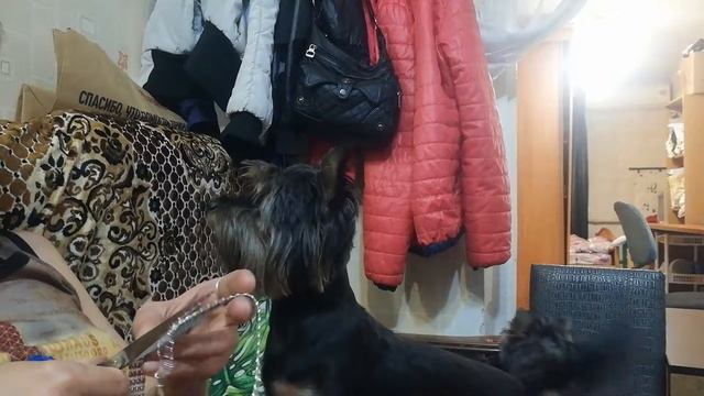 Шанди просится гулять смотреть онлайн