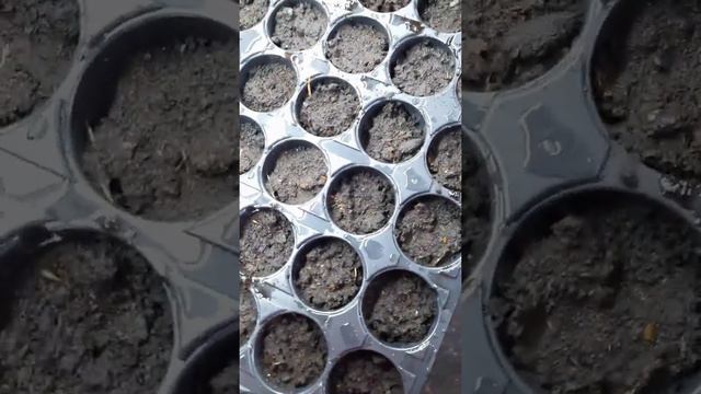 рассада баклажан және сладкий перец(тәтті болгар бұрышы)огород
рассада перца...рассады...урожай смотреть онлайн