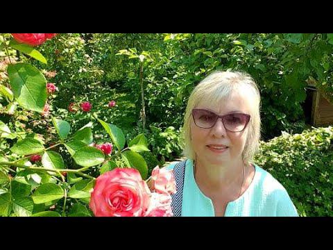 Дача. Почему не показала ЧТО НОСИЛА в ТУРЦИИ Примерка в саду. ПОКУПКА ПРОДУКТОВ из магазина Чижик. смотреть онлайн