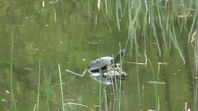 а так живёт ЧЕРЕПАХА в дикой природе / ставок в Суходольске смотреть онлайн