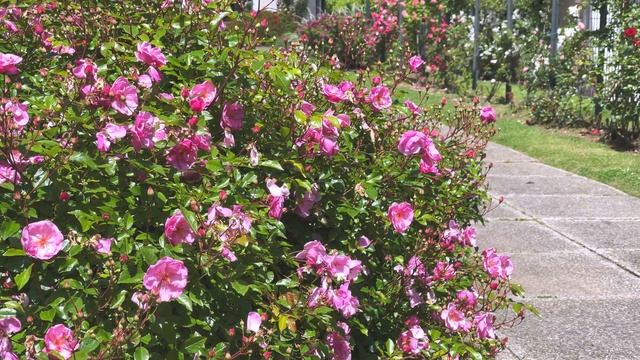 Lavender Meidiland / Louis Blériot - Meilland Rose