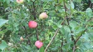 Яблоня БЕЗ обрезки. Сорт "Мельба"