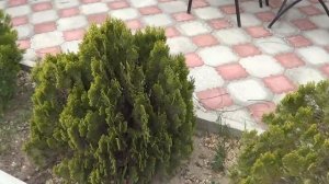 Туя Биота - 1