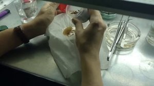 [06] Введение в культуру in vitro, высаживаем в пробирки. Четвертая попытка