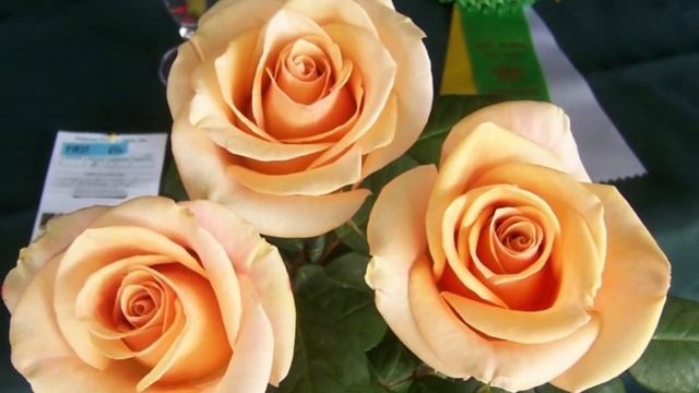 30 Great Hybrid Tea and Grandiflora Roses for Your Garden смотреть онлайн