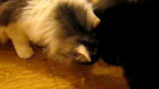 Кошки делят молоко.