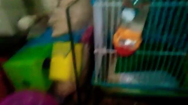 /мои вещи для хомяков\ /Ariana & homs\ смотреть онлайн