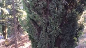 Орёл и Решка Ялта Крым клад 50€ Холм Славы 27.08.2019. Крым сегодня #крымсегодня