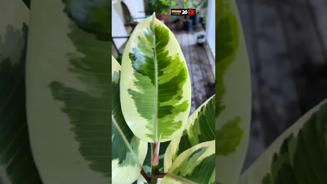 Ficus Elastica Tineke, an ornamental plant with beautiful leaves like a painting #franni26channel смотреть онлайн
