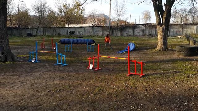 VINOGRADNAYA LOZA ANDORRA-LA-VELLA Nova Scotia Duck Tolling Retriever & agility) смотреть онлайн