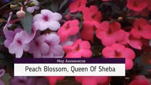 Некоторые ампельные сорта ахименесов