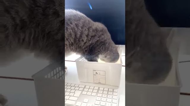 Как нейтрализовать кота, который мешает работать дома смотреть онлайн