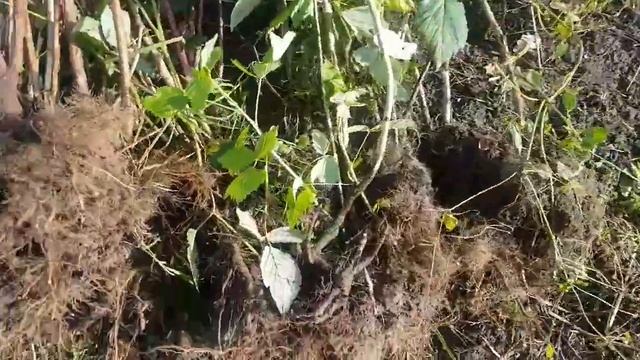 Обрезка и посадка ремонтантной малины осенью. смотреть онлайн