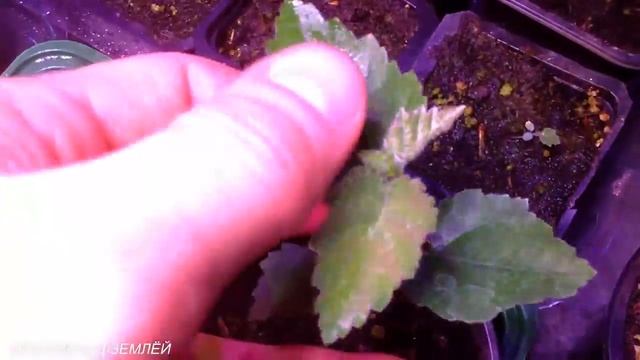 ФИТИЛЬНЫЙ ПОЛИВ ДЛЯ КЛУБНИКИ ИЗ СЕМЯН/КЛУБНИКА ЦВЕТЁТ В ПОДВЕСНЫХ ГРЯДКАХ. смотреть онлайн