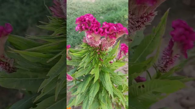 Celosia cristata l cocks comb plant смотреть онлайн