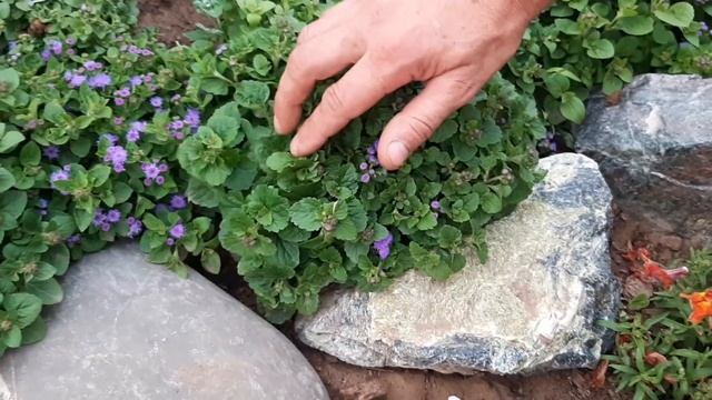 ПЕТУНИЯ ВЕРБЕНА Алисиум ОБЗОР КРАСИВЫХ ЦВЕТОВ ЛЕТОМ на даче смотреть онлайн