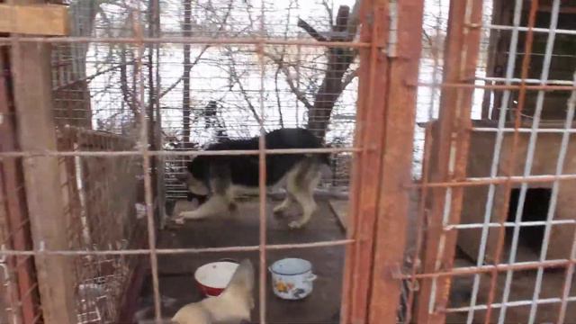 Кто стерилизован , а кто нет смотреть онлайн