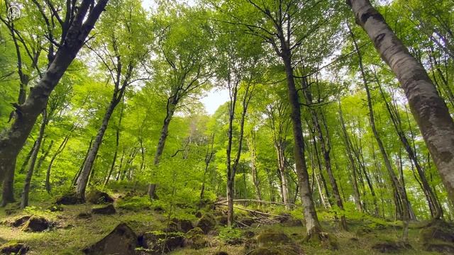 Spring Mountain Forest. Relaxing Birdsong For Relaxation, Meditation And Sleep.