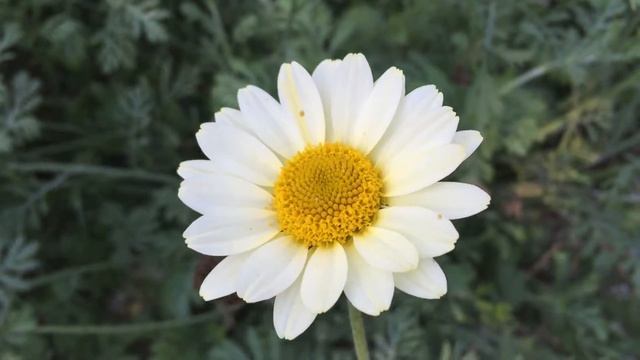 White Daisy Flowers Blooming In Garden #daisy #flowers #gardening #whitedaisy смотреть онлайн