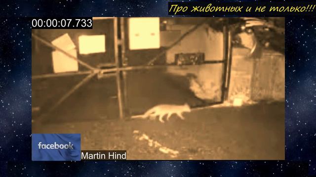 Парень опешил, когда увидел, кто стащил его посылку! смотреть онлайн