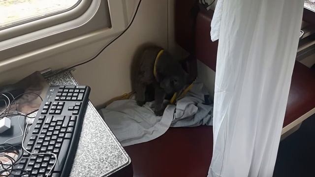 Кот в поезде, первый раз. смотреть онлайн
