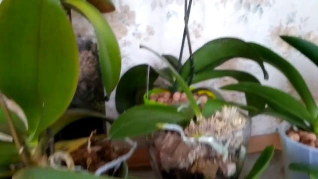 Чем я кормлю орхидеи для пышного цветения/ ЯПОНСКОЕ УДОБРЕНИЕ FUJIMA.