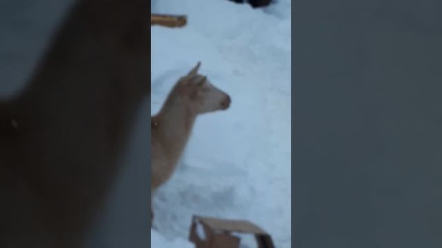 что едят козы