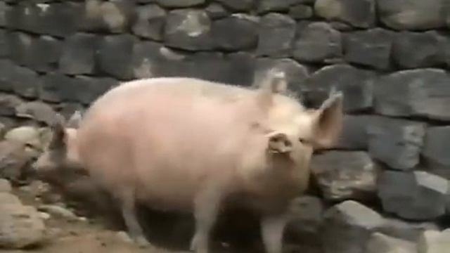 Свинья лает смотреть онлайн