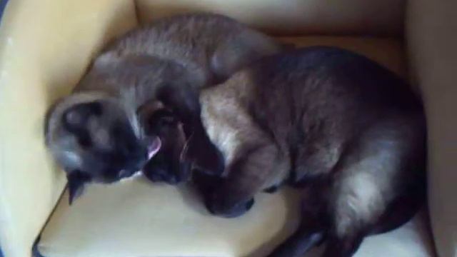 Julio Abreu - Gatos Cenas Amor смотреть онлайн