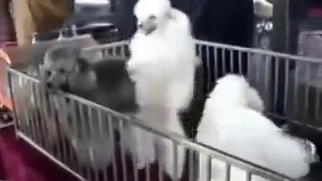 *кто сказал, что Элвис умер* смотреть онлайн