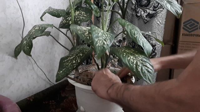 Пересадил диффенбахию. смотреть онлайн