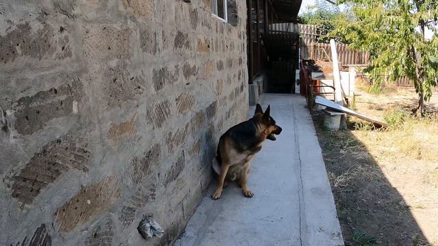 Арчи просит поиграть с ним в мяч смотреть онлайн