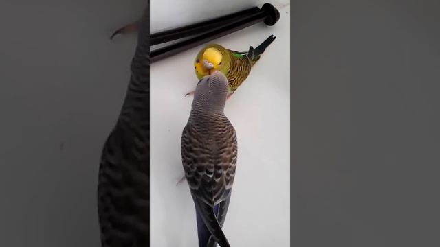 Волнистые попугаи♥♥♥Чешутся смотреть онлайн
