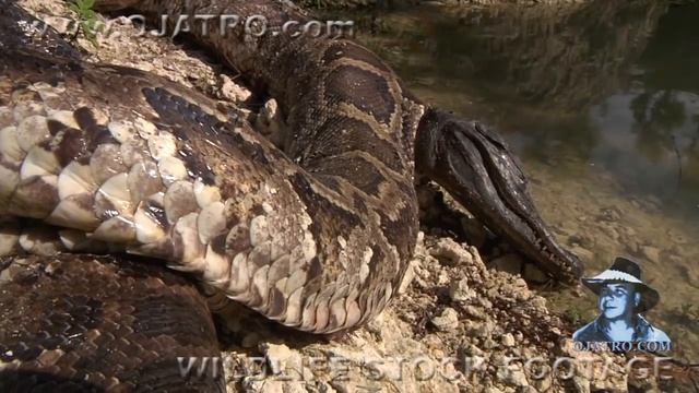 Alligator killed Python 01 Dangerous Animals смотреть онлайн