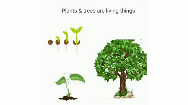 Living & Non living things||KG EVS Classes With Worksheets||Kez Easy English смотреть онлайн