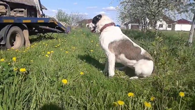 Алабай и ребенок.Дрессировка САО. смотреть онлайн